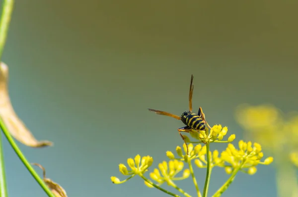 Avispa en flor en reserva natural Remolar en Barcelona, Cataluña, España . —  Fotos de Stock