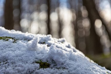 Barselona'daki Montseny Natural Park, Katalonya, İspanya.