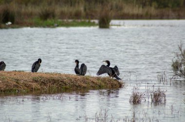 Barselona'daki Remolar doğal rezervi, Katalonya, İspanya.