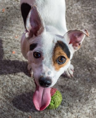 Jack Russell topla koşuyor.