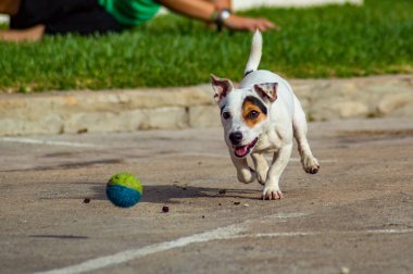 Jack Russell playing running with ball. clipart