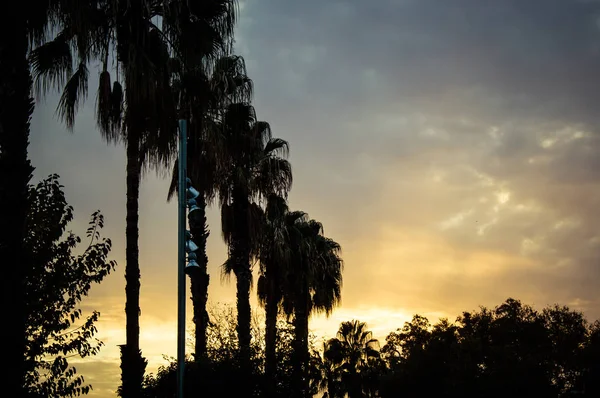 Palm tree photo taken with back lighting on sunset.