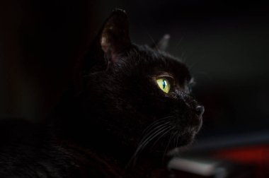 Yerli siyah kedi arka plan görünümlü.