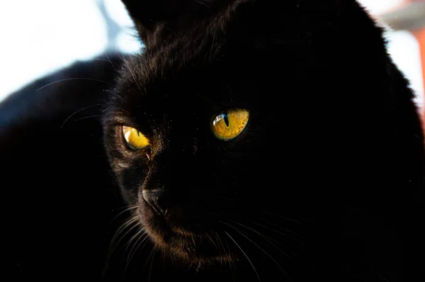 Doméstico negro gato fondo buscando . — Foto de Stock