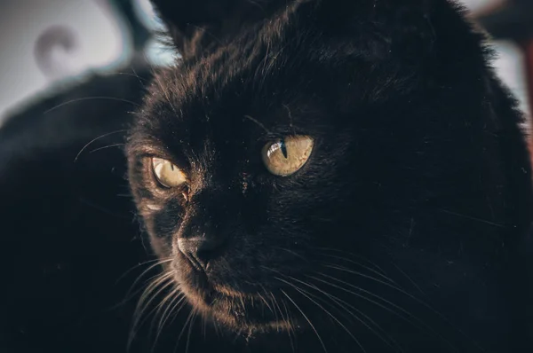 Inhemsk svart katt bakgrund ser. — Stockfoto