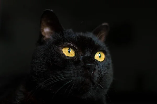 Domowe czarny kot tło patrząc. — Zdjęcie stockowe