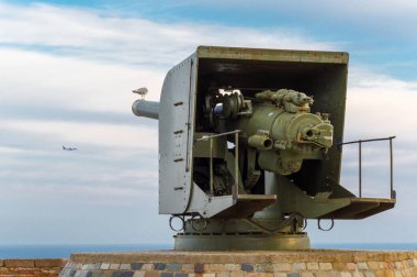 Montjuic kalesindeki beyaz kuş martısı, Barcelona, Katalonya, İspanya.