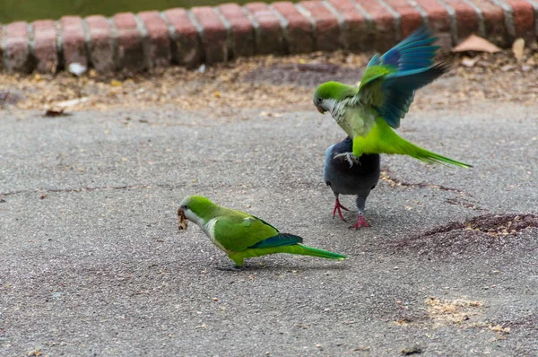 Mnich parakeet (Myiopsitta Monachus) Zielony Niebieski ptak. — Zdjęcie stockowe