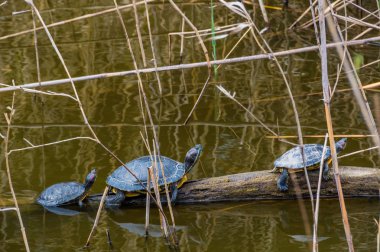 Tchemys scripta, Florida kaplumbağa kaplumbağa kaplumbağa Remolar, Barselona, Katalonya, İspanya.