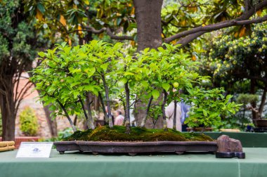 Hospitalet de Llobregat bonsai ağaç fuarı, Katalonya, İspanya.
