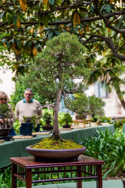 Hospitalet de Llobregat bonsai ağaç fuarı, Katalonya, İspanya. — Stok fotoğraf