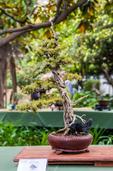 Hospitalet de Llobregat bonsai ağaç fuarı, Katalonya, İspanya. — Stok fotoğraf