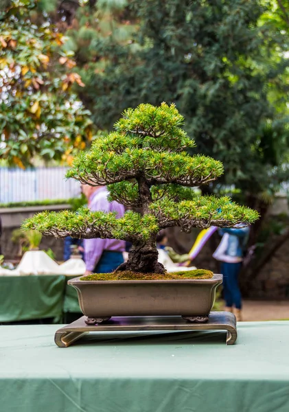 Bonsai-Baummarkt in hospitalet de llobregat, Katalonien, Spanien. — Stockfoto