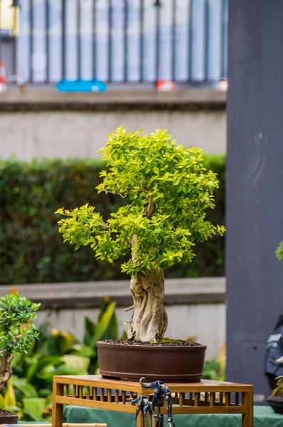 Bonsai-Baummarkt in hospitalet de llobregat, Katalonien, Spanien. — Stockfoto