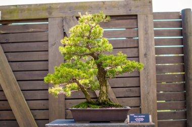 Botanik bahçesinde egzotik bitkiler, Barselona, Katalonya, İspanya.