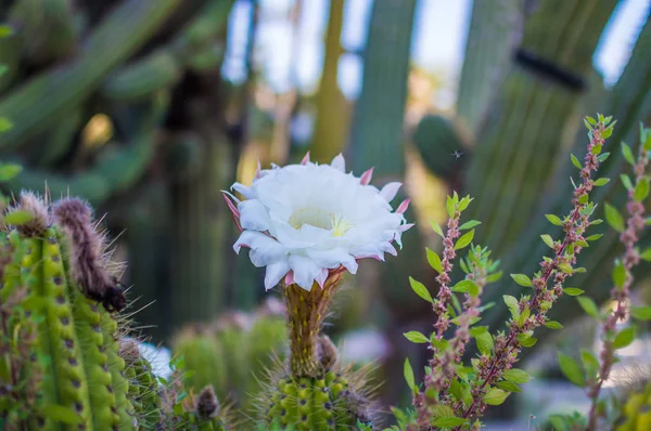 Exotic plants in botanical garden, Barcelona, Catalonia, Spain. — Stock Photo, Image