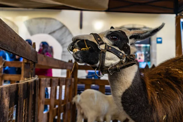 Feria Aixada Manresa Cataluña España — Foto de Stock