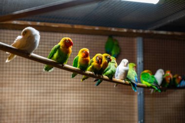 Fransa 'daki Le Barcare Köyü.