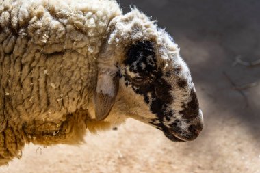 Barcelona hayvanat bahçesinde Koyun (Ovis orientalis aries).