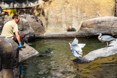 Humboldt pengueni (Spheniscus humboldti) Barcelona hayvanat bahçesinde.