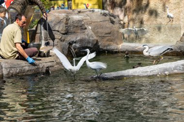 Humboldt pengueni (Spheniscus humboldti) Barcelona hayvanat bahçesinde.
