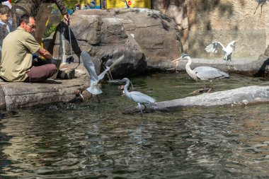 Humboldt pengueni (Spheniscus humboldti) Barcelona hayvanat bahçesinde.