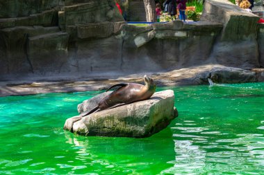 Kaliforniya Deniz Aslanı (Zalophus californianus) Barcelona Hayvanat Bahçesi 'nde.