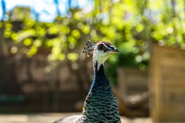 Barselona hayvanat bahçesinde Hint Peafowl (Pavo kriterleri).
