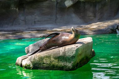 Kaliforniya Deniz Aslanı (Zalophus californianus) Barcelona Hayvanat Bahçesi 'nde.
