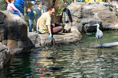 Humboldt pengueni (Spheniscus humboldti) Barcelona hayvanat bahçesinde.