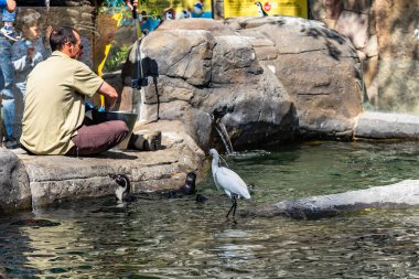 Humboldt pengueni (Spheniscus humboldti) Barcelona hayvanat bahçesinde.