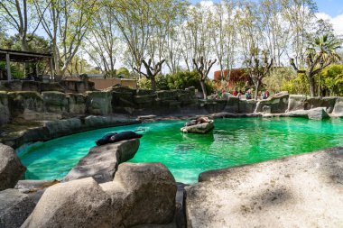 Kaliforniya Deniz Aslanı (Zalophus californianus) Barcelona Hayvanat Bahçesi 'nde.