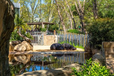 Barcelona Hayvanat Bahçesi 'nde yaygın su aygırı (Hippopotamus amfibi).