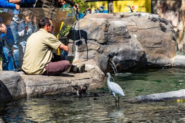 Humboldt pengueni (Spheniscus humboldti) Barcelona hayvanat bahçesinde.