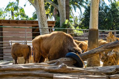 Avrupa bizonu (Bison bonasus) Barcelona hayvanat bahçesinde.