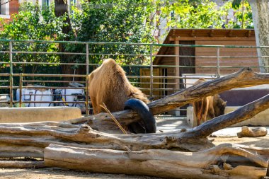 Avrupa bizonu (Bison bonasus) Barcelona hayvanat bahçesinde.