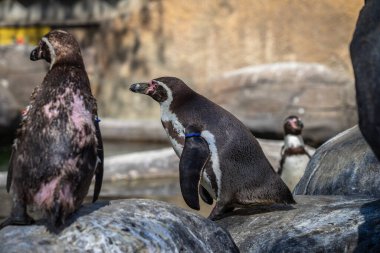 Humboldt pengueni (Spheniscus humboldti) Barcelona hayvanat bahçesinde.