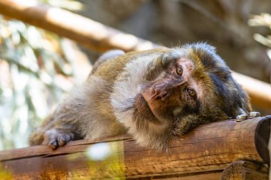 Barselona Hayvanat Bahçesi 'nde Barbary Macaque (Macaca sylvanus).