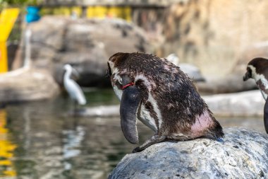 Humboldt pengueni (Spheniscus humboldti) Barcelona hayvanat bahçesinde.