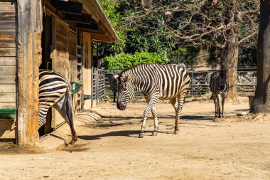 Chapman 'ın Zebra' sı (Equus burchelli chapmanni) Barcelona Hayvanat Bahçesinde.