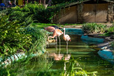 Amerikan Şili flamingosu (Phoenicopterus chilensis ruber) Barcelona hayvanat bahçesinde.