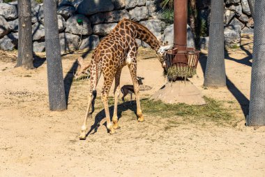 Rothschilds Zürafası (Giraffa camelopardalis rothschildi) Barcelona Hayvanat Bahçesi 'nde.