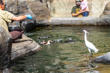 Humboldt pengueni (Spheniscus humboldti) Barcelona hayvanat bahçesinde.