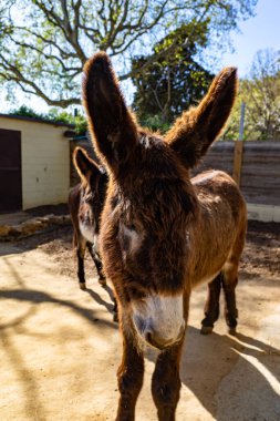 Katalan eşeği (Equus africanus asinus) Barcelona hayvanat bahçesinde.