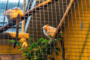 Barcelona Hayvanat Bahçesi 'nde Silvery Marmoset (Callithrix Argentata).