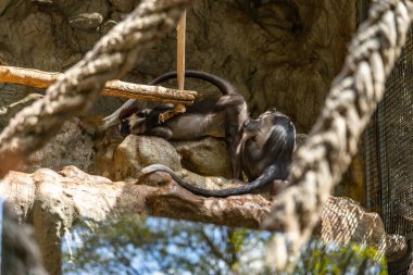 Barcelona Hayvanat Bahçesinde Kırmızı Başlıklı Mangabey (Cercocebus torquatus).