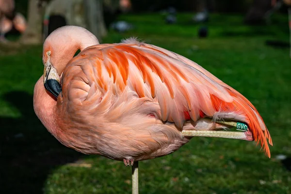 Amerykański Flaming Chilijski Fenicopterus Chilensis Ruber Zoo Barcelonie — Zdjęcie stockowe