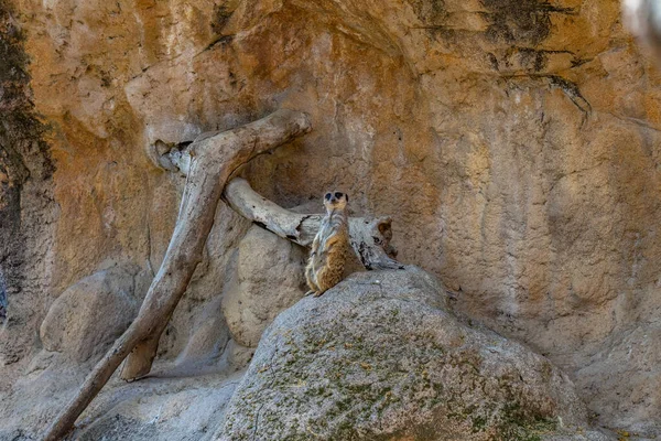 Meerkat Suricata Suricatta Dans Zoo Barcelone — Photo