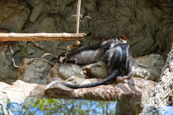 Red Capped Mangabey Cercocebus Torquatus Зоопарке Барселоны — стоковое фото