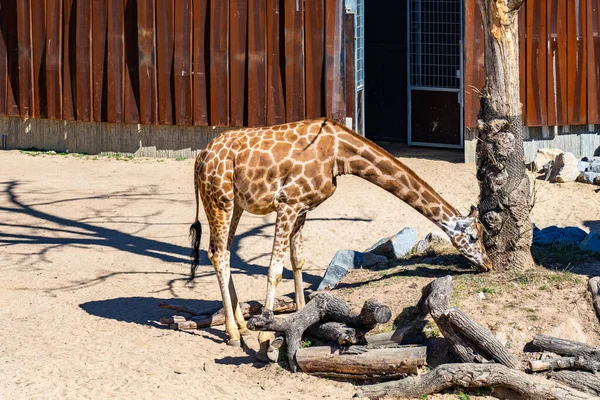 Rothschilds Zürafası (Giraffa camelopardalis rothschildi) Barcelona Hayvanat Bahçesi 'nde.